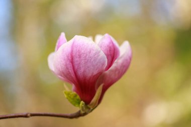 Baharın başında pembe parlak manolya çiçekleri. Seçici odaklanma. Güzel doğal arka plan. Parktaki güzel çiçekler. Şenlik arka planı, duvar kâğıdı. İyi tatiller. Sevgililer Günü, Sevgililer Günü, düğün geçmişi.