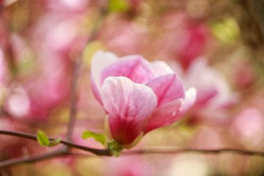 Baharın başında pembe parlak manolya çiçekleri. Seçici odaklanma. Güzel doğal arka plan. Mavi gökyüzüne karşı güzel çiçekler.