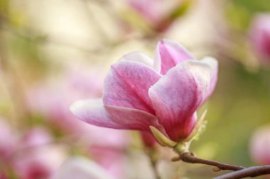 Baharın başında pembe parlak manolya çiçekleri. Seçici odaklanma. Güzel doğal arka plan. Mavi gökyüzüne karşı güzel çiçekler.