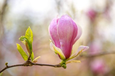 Baharın başında pembe parlak manolya çiçekleri. Seçici odaklanma. Güzel doğal arka plan. Mavi gökyüzüne karşı güzel çiçekler.