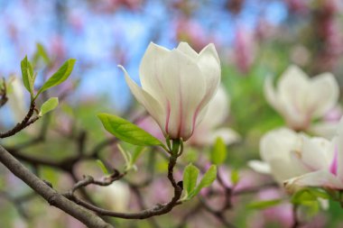 Baharın başında pembe parlak manolya çiçekleri. Seçici odaklanma. Güzel doğal arka plan. Mavi gökyüzüne karşı güzel çiçekler.