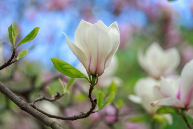 Baharın başında pembe parlak manolya çiçekleri. Seçici odaklanma. Güzel doğal arka plan. Mavi gökyüzüne karşı güzel çiçekler.