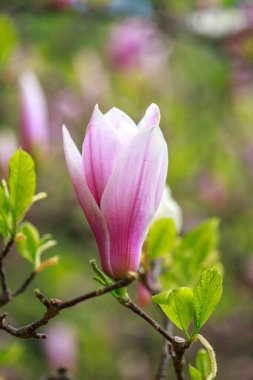 Baharın başında pembe parlak manolya çiçekleri. Seçici odaklanma. Güzel doğal arka plan. Mavi gökyüzüne karşı güzel çiçekler.