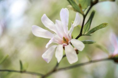 Baharın başında pembe parlak manolya çiçekleri. Seçici odaklanma. Güzel doğal arka plan. Mavi gökyüzüne karşı güzel çiçekler.