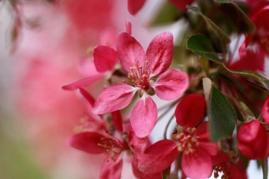 Pembe çiçekli bahar arkaplanı. Yumuşak odaklı, çiçekli badem makrosu dalları. Sakura. Çiçek açan kiraz. Paskalya ve bahar kartları. Güzel pembe arkaplan.