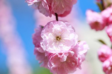 Mavi gökyüzünün altındaki bir ağacın üzerindeki pembe ve beyaz sakura çiçeklerinin hassas dallarının seçici odak noktası, ilkbaharda canlı sakura çiçekleri, bitki dokusu ve arka plan.