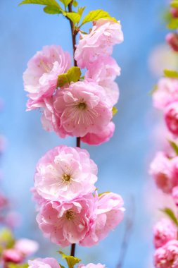 Mavi gökyüzünün altındaki bir ağacın üzerindeki pembe ve beyaz sakura çiçeklerinin hassas dallarının seçici odak noktası, ilkbaharda canlı sakura çiçekleri, bitki dokusu ve arka plan.