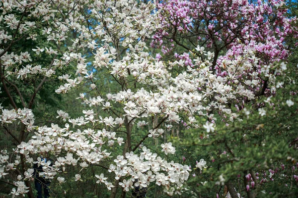 Fiori Rosa Magnolia Brillante All Inizio Della Primavera Concentrazione Selettiva — Foto Stock
