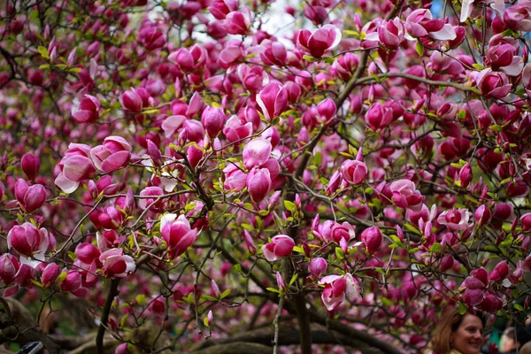Różowe Jasne Kwiaty Magnolii Wczesną Wiosną Wybiórcze Skupienie Piękne Naturalne — Zdjęcie stockowe