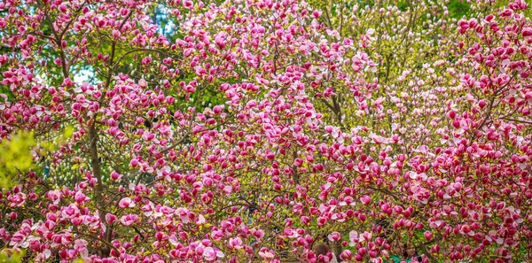 Pink Bright Magnolia Flowers Early Spring Selective Focus Beautiful Natural — Stock Photo, Image