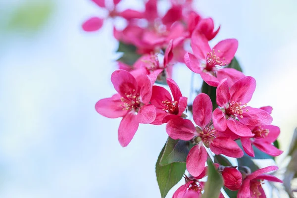 Fundo Primavera Com Flores Rosa Ramos Macro Amêndoa Floração Com — Fotografia de Stock