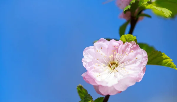Foco Seletivo Ramos Delicados Flores Sakura Rosa Branca Uma Árvore — Fotografia de Stock