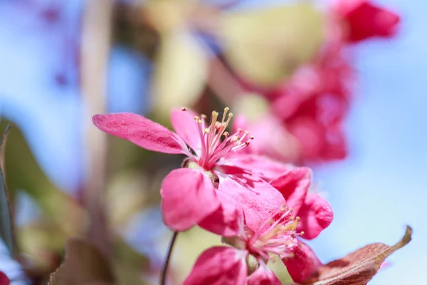 Άνοιξη Φόντο Ροζ Λουλούδια Υποκαταστήματα Ανθοφόρου Αμυγδάλου Μαλακό Φόντο Εστίασης — Φωτογραφία Αρχείου