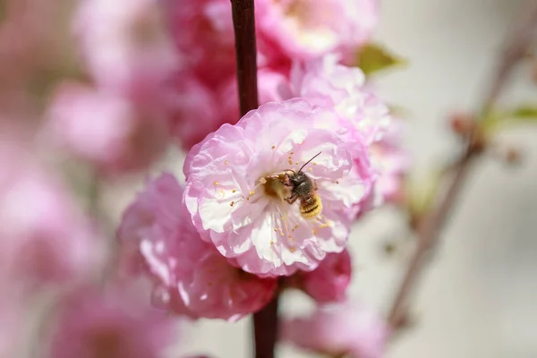 在蓝天下的树上选择性地聚焦着粉红色和白色的樱花枝条 在春天开放着生机勃勃的樱花 植物的质感和背景 — 图库照片