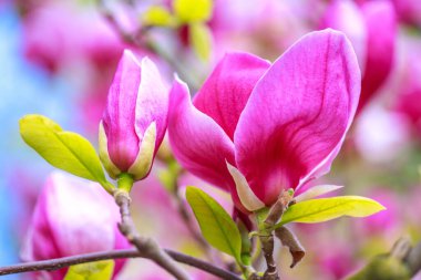 Güzel Manolya ağacı bahar