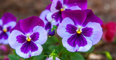 purple pansies close - up on a blurred background. spring flowers