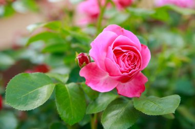 beautiful rose flower on the garden