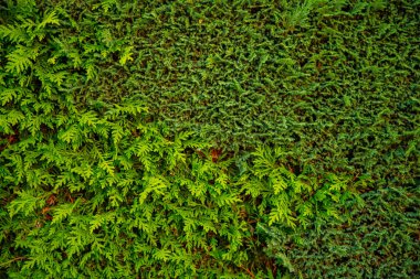 Güzel yeşil yapraklar arka plan.