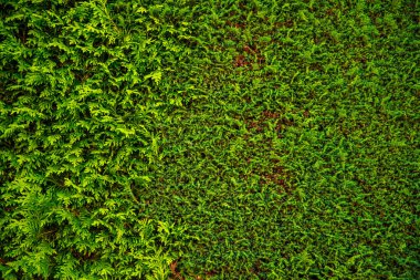 yeşil çimen arkaplan dokusu. 