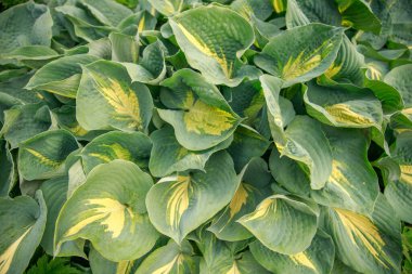 Bahçedeki bir bitkinin yeşil yapraklarının yakın görüntüsü.