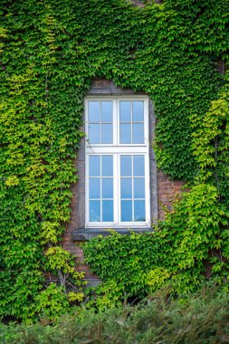 Eski evin sarmaşık cephesi