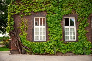 Eski evin sarmaşık cephesi