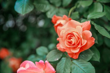 Bahçedeki güzel çiçekler