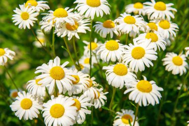 beautiful flowers of the chamomiles.