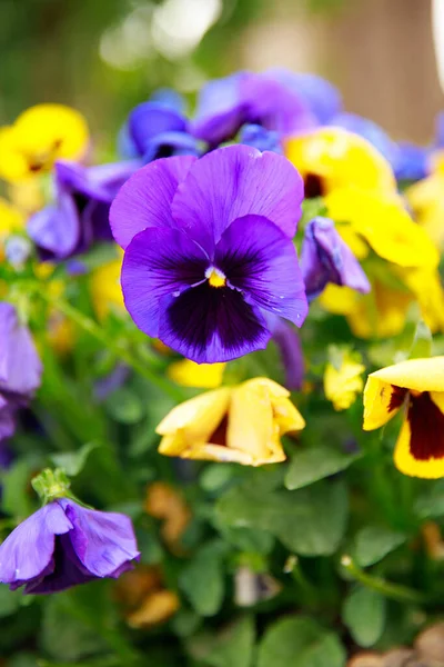 Doğada güzel çiçekler