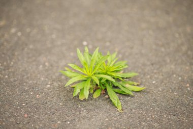 Bahçede küçük bir bitki 