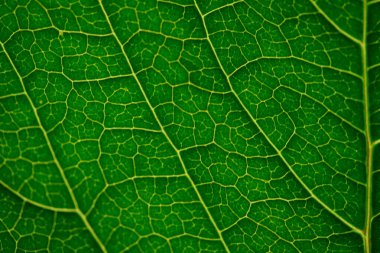 yeşil yaprak dokusu arkaplanı 