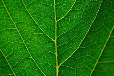 yeşil yaprak dokusu arkaplanı 