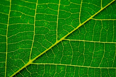 yeşil yaprak arkaplanı, kapat. 