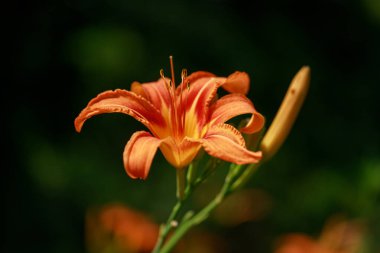 a beautiful lily flower in the garden 