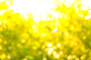 yeşil bokeh soyut arkaplan