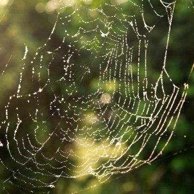 spider web in the forest, nature