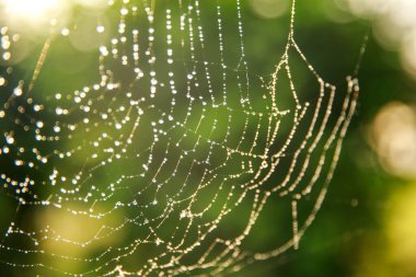 spider web in the forest, nature