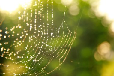 spider web in the forest, nature