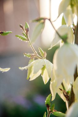 Güneş ışığındaki beyaz çiçekler.