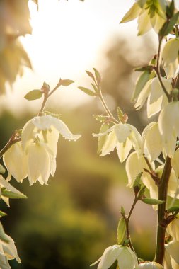 Güneş ışığındaki beyaz çiçekler.