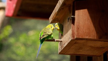 Doğa koruma alanında, vahşi doğada bir dalda Budgerigar. Yeşil bir papağan ağaç dalında oturuyor..