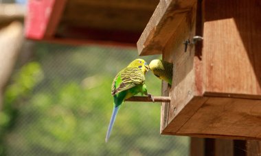 Doğa koruma alanında, vahşi doğada bir dalda Budgerigar. Yeşil bir papağan ağaç dalında oturuyor..