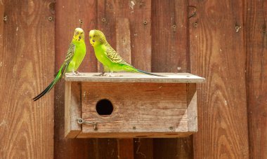 Doğa koruma alanında, vahşi doğada bir dalda Budgerigar. Yeşil bir papağan ağaç dalında oturuyor..