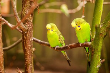 Doğa koruma alanında, vahşi doğada bir dalda Budgerigar. Yeşil bir papağan ağaç dalında oturuyor..