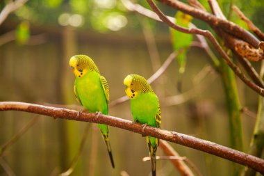 Doğa koruma alanında, vahşi doğada bir dalda Budgerigar. Yeşil bir papağan ağaç dalında oturuyor..