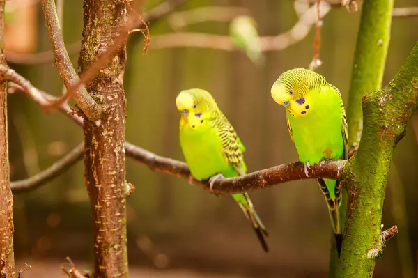 Doğa koruma alanında, vahşi doğada bir dalda Budgerigar. Yeşil bir papağan ağaç dalında oturuyor..
