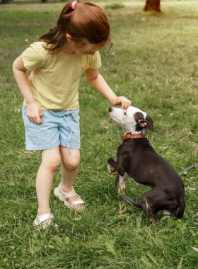 Bulldog çimenlerde yatıyor. Bir kız bir köpekle oynuyor. Bir çocuk bir hayvanı okşar. Köpek serin yeşillikte dinleniyor. Evcil hayvan..