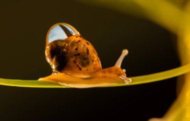 Yeşil çimlerde çiy damlalarıyla Achatina salyangozu. Yeni doğmuş salyangozların makro fotoğrafları.