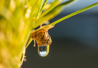 Yeşil çimlerde çiy damlalarıyla Achatina salyangozu. Yeni doğmuş salyangozların makro fotoğrafları.