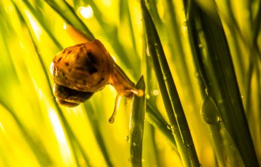 Yeşil çimlerde çiy damlalarıyla Achatina salyangozu. Yeni doğmuş salyangozların makro fotoğrafları.